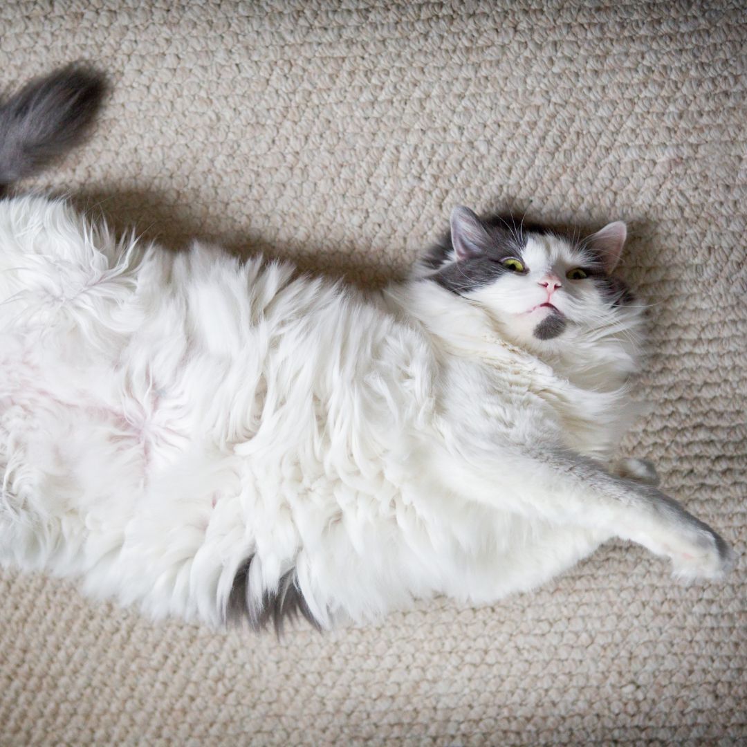 How To Help My Cat Lose Weight How To Help My Cat Lose Weight