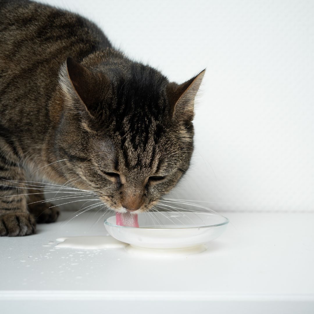 Can Cats Drink Milk The Lick