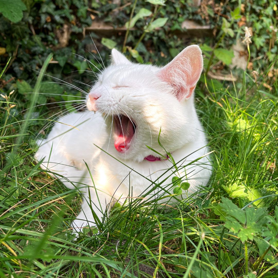 Why Do Cats Eat Grass The Lick Why do cats eat grass the lick