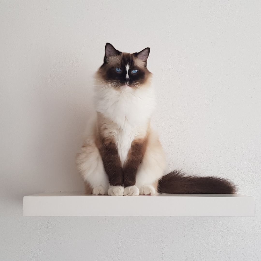 How do cats get worms? The Lick