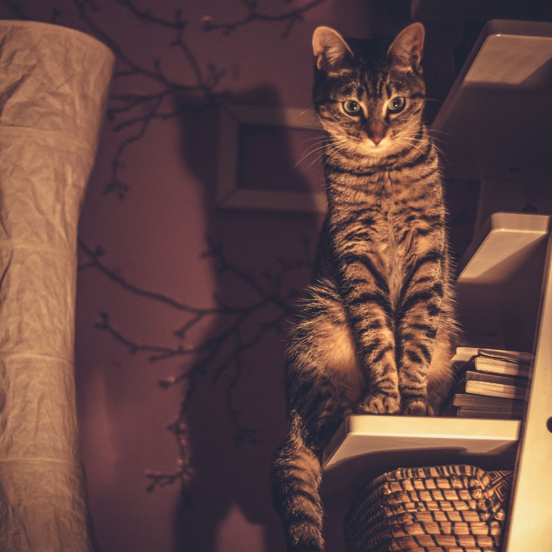 Why does my cat keep waking me up at night? The Lick