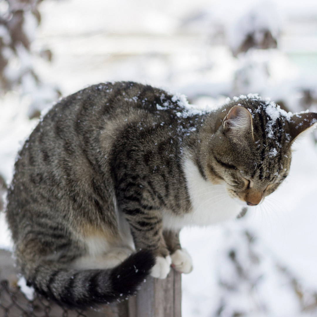 keeping-cats-warm-in-winter-the-lick