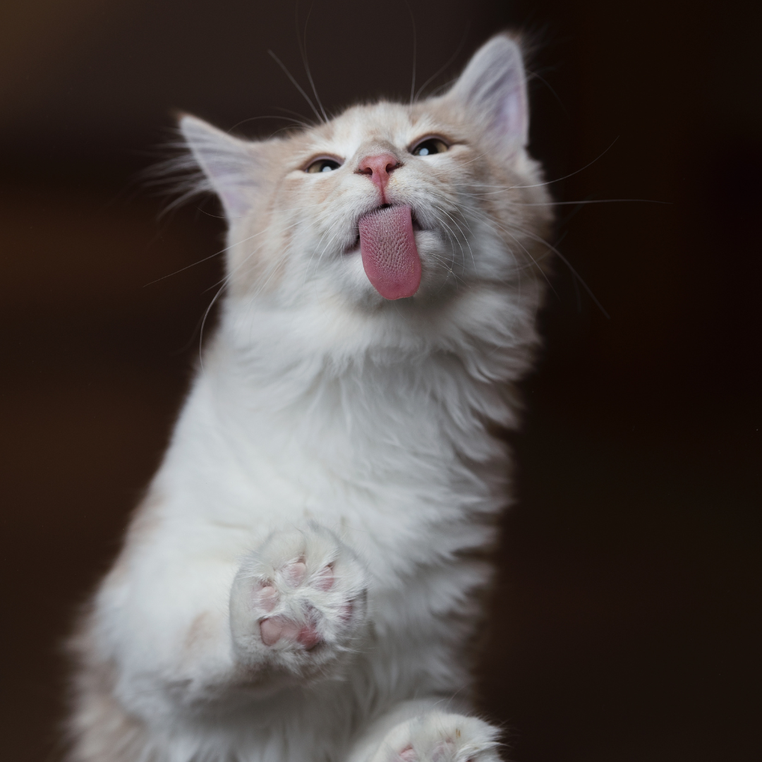 Why does my cat lick me the lick