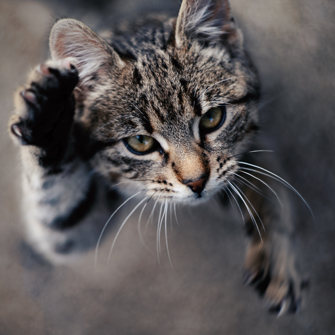 Why do cats hairball? The Lick