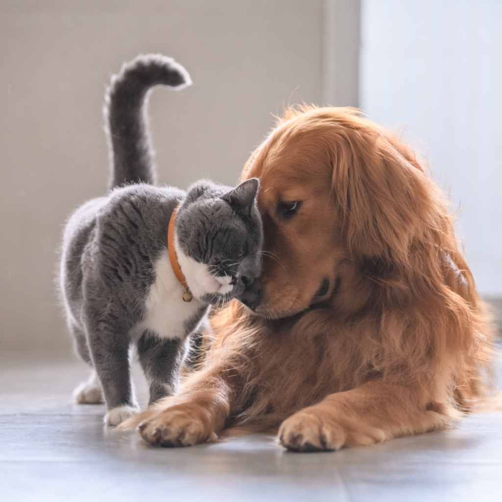 Can Cats and Dogs Be Friends?