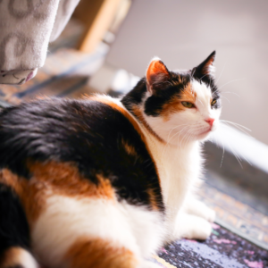Are All Calico Cats Female? - The Lick