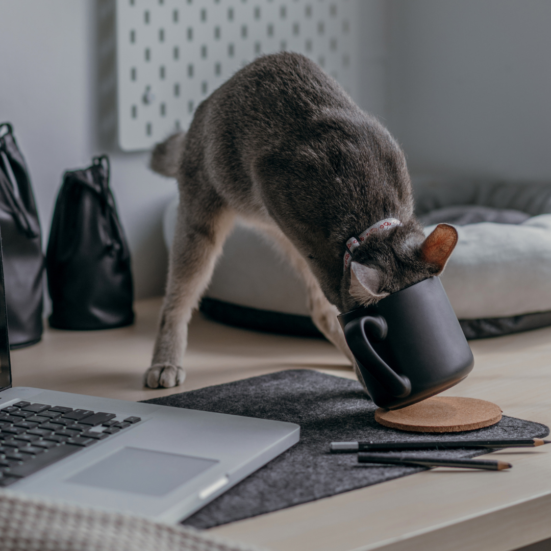 Can cats drink tea? The Lick