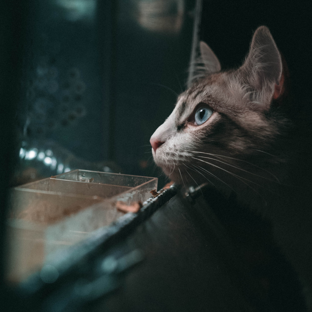 Can cats see in the dark? - The Lick