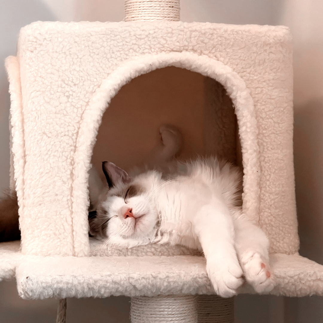 Do cats sleep more in Winter? The Lick