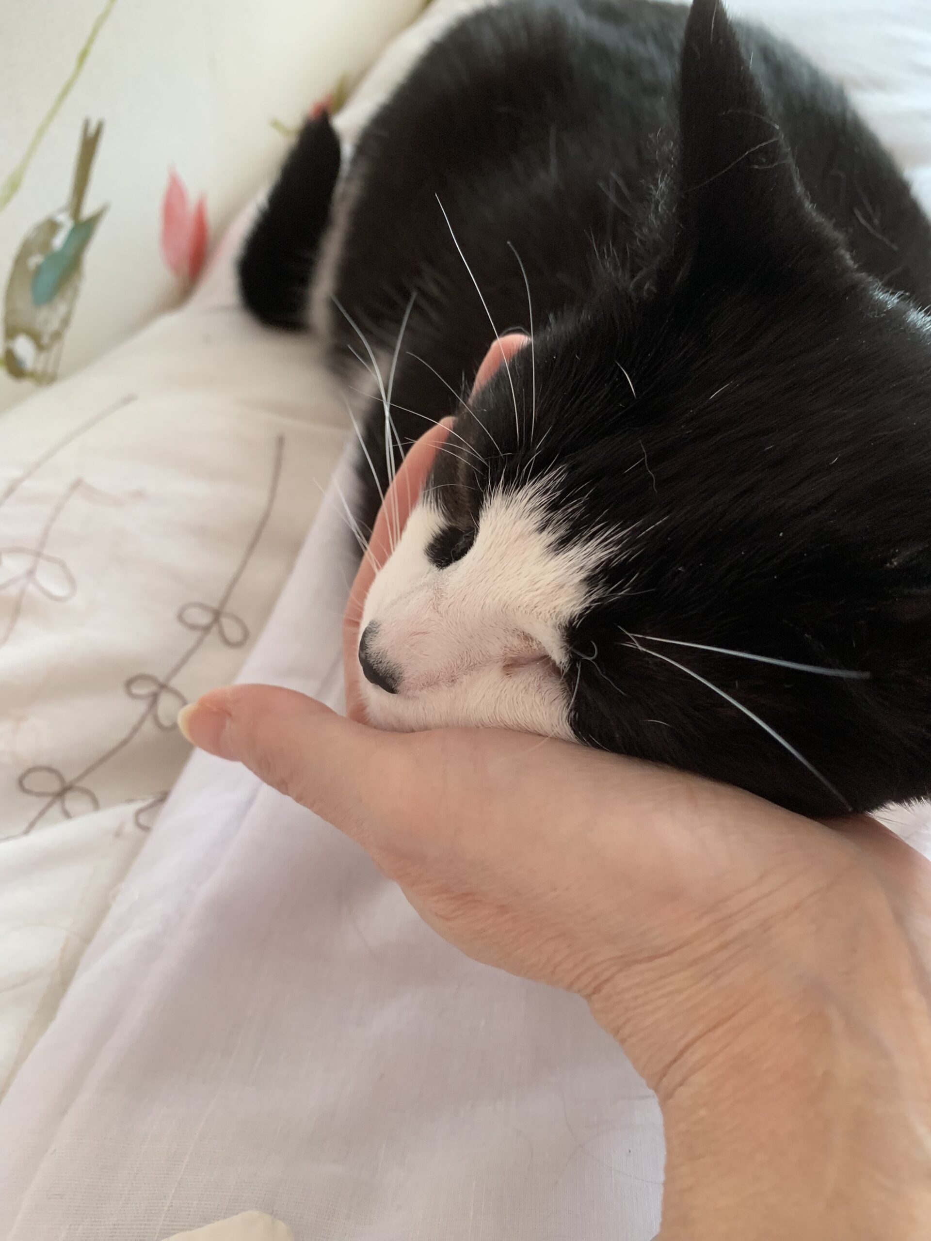 Moolie Ridon's Ms Moolie - The Lick