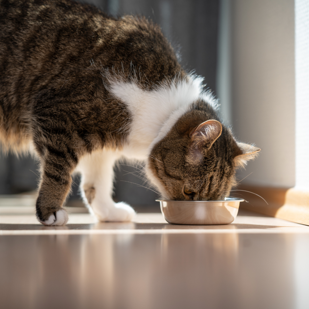 Do Cats Eat More in Winter? The Lick