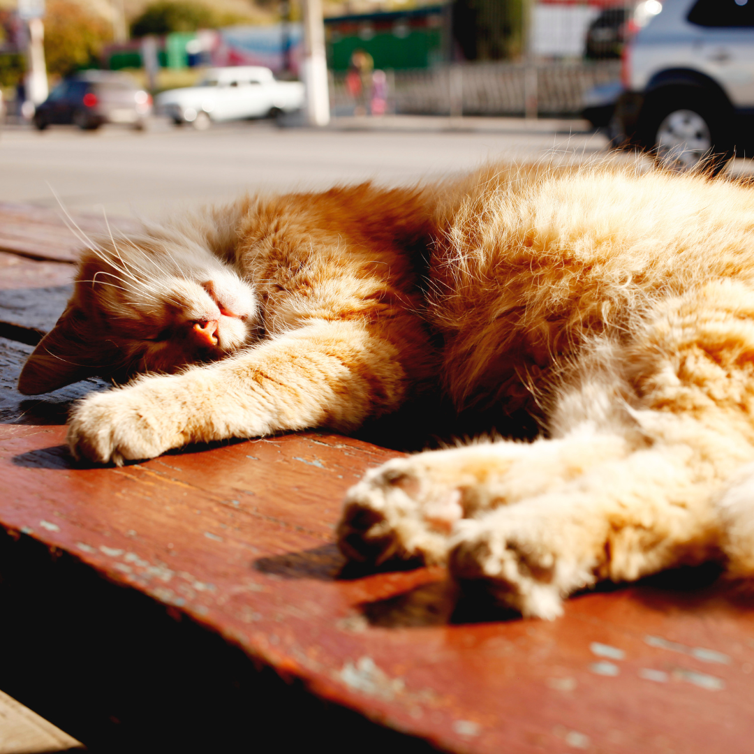 Why do cats roll in dust? The Lick
