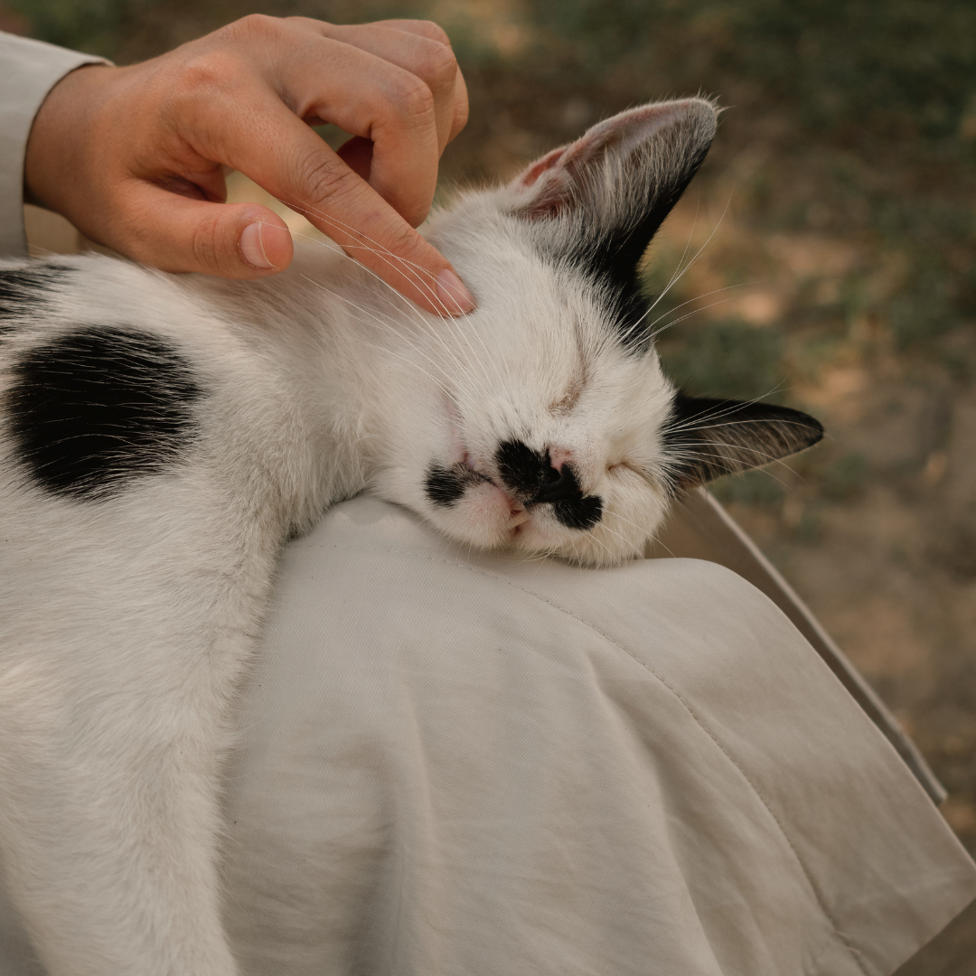Does my cat know I love them? The Lick