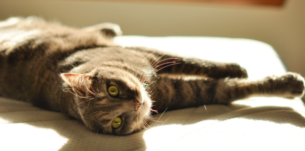 Cat resting on bed