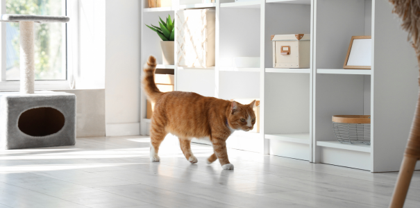 Cat walking around house