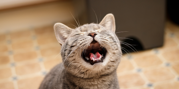 cat meowing