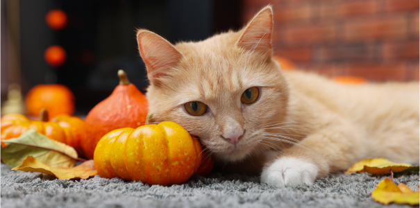Cat with pumpkins