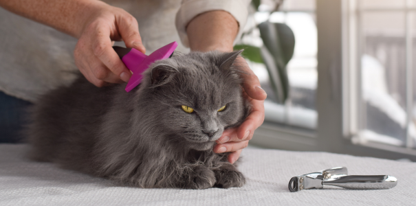 cat being brushed